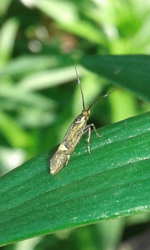 Esperia sulphurella (Oecophoridae)? S